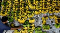Η πανδημία της μπανάνας οδηγεί σε κατάρρευση την παγκόσμια παραγωγή της