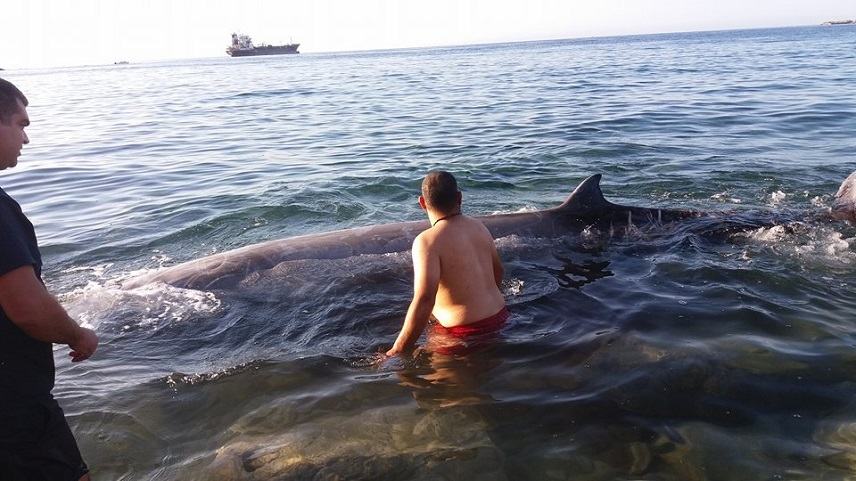 Ζωντανή φάλαινα ξεβράστηκε στα Καλά Λιμάνια. Μεγάλη η προσπάθεια για τη διάσωση της