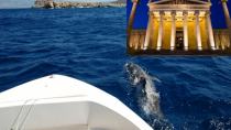 Διάκριση της Ακαδημίας Αθηνών για τη διάσωση του δελφινιού της Ελούντας!