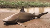 Αυστραλία: Ο τυφώνας Ντέμπι έβγαλε τους καρχαρίες στους... δρόμους!