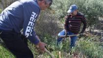 Μεσαρά: Φυτεύουν θάμνους, βότανα και δέντρα μέσα στους ελαιώνες για την αναδόμηση του οικοσυστήματος