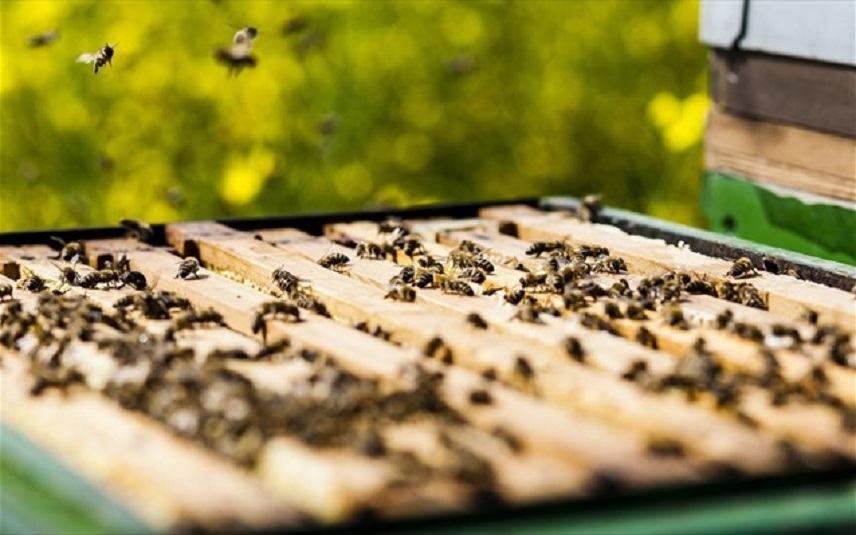 Τα προϊόντα που προέρχονται από μέλισσες πιθανόν να καταστέλλουν τα καρκινικά κύτταρα