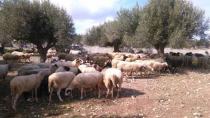 Έρχεται νέα ενίσχυση για κτηνοτρόφους της Κρήτης