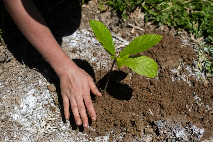 Η χώρα που δίνει άδεια από την εργασία με σκοπό να φυτευτούν 100 εκατ. δέντρα