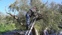 Ελαιόλαδο-Κρήτη:  Ανεβαίνει η τιμή, λιγοστεύουν οι εργάτες