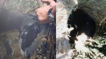 Κατσίκα έπεσε σε πηγάδι 8 μέτρων στο Μαγαρικάρι