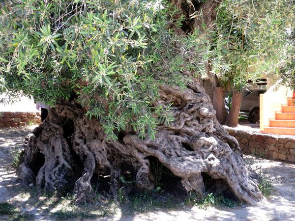 H αρχαιότερη ελιά του κόσμου βρίσκεται στην Κρήτη (βίντεο)