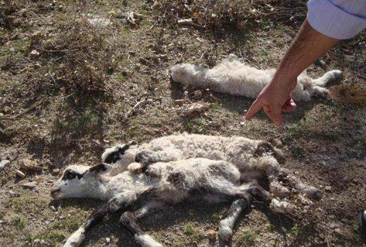 Ζωοκτονία που σοκάρει: Κτηνοτρόφος βρήκε σφαγμένα τα πρόβατα του