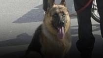 Το Λιμεναρχείο Ηρακλείου θα αποκτήσει σκύλο για την ανίχνευση ναρκωτικών