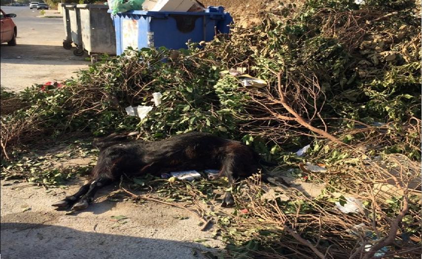 Πεταξαν ένα ζωντανό τράγο στα σκουπίδια!