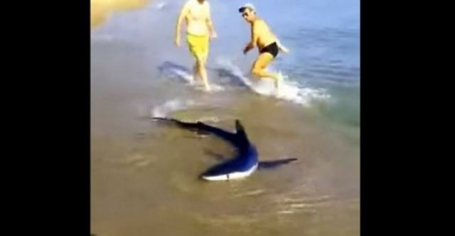 Καρχαρίας έκανε την εμφάνιση του σε παραλία (βίντεο)
