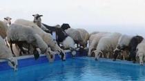 Tα πρόβατα πήγαν να ξεδιψάσουν στην πισίνα του ξενοδοχείου! (φωτο)