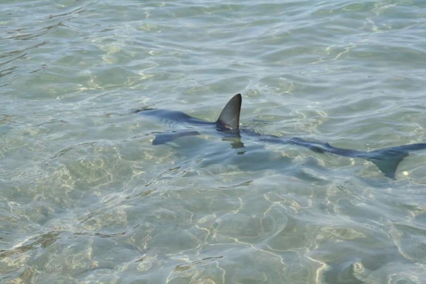 Είδαν καρχαρία στην παραλία του Πλακιά (φωτο + βίντεο)