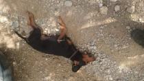 Φόλες ξανά στη Μεσαρά-Βρέθηκε δηλητηριασμένος σκύλος