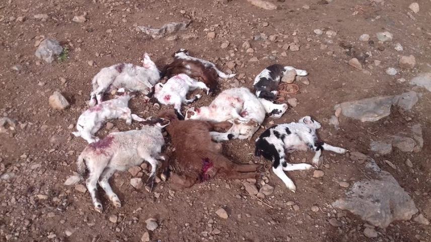 Βρήκε τα πρόβατα του σκοτωμένα από αδέσποτα σκυλιά (φωτο)