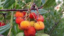 Κούμαρο ,ενα άγριο φρούτο της Κρητης με θεραπευτικές ιδιότητες