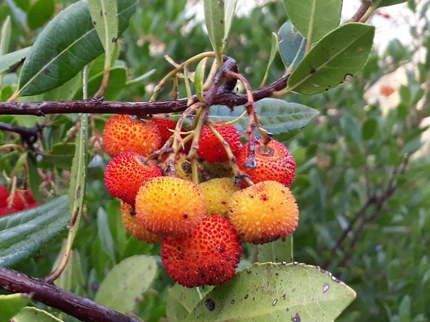 Κούμαρο ,ενα άγριο φρούτο της Κρητης με θεραπευτικές ιδιότητες
