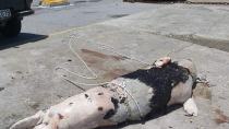 Βρέθηκε νεκρή φώκια στο Λασιθι