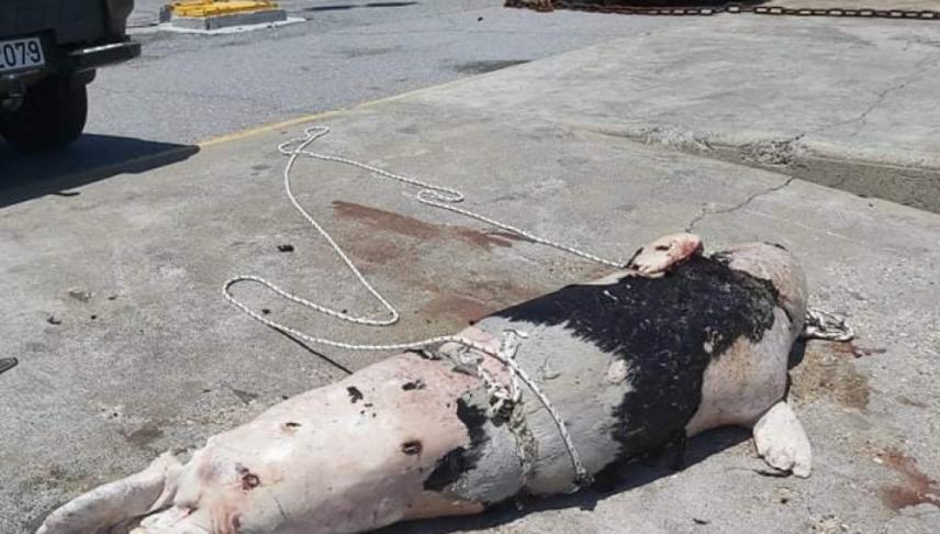 Βρέθηκε νεκρή φώκια στο Λασιθι
