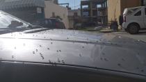 Χειμώνας...Βορείου Αφρικής - Χαμός με τις μύγες