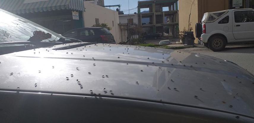 Χειμώνας...Βορείου Αφρικής - Χαμός με τις μύγες