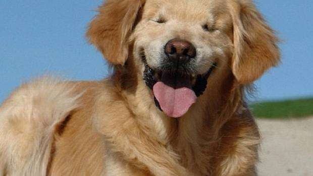 Ο σκύλος που μονίμως χαμογελά και θεραπεύει!
