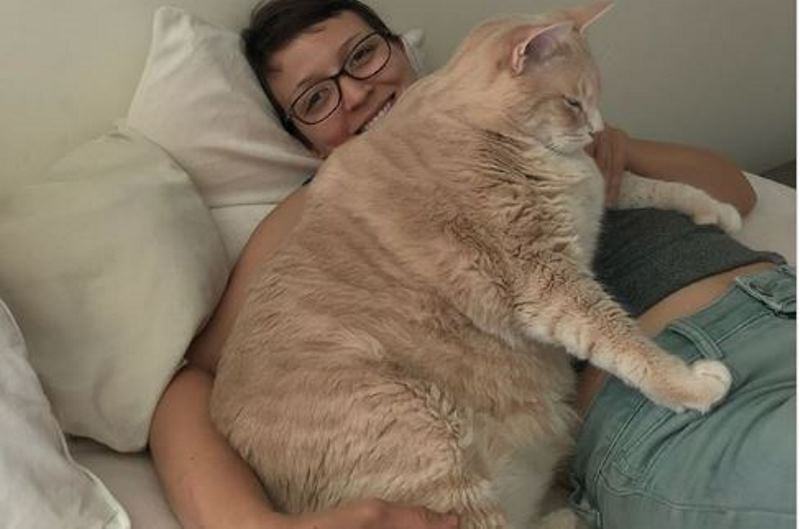 Ο πραγματικός Γκάρφιλντ- Υπέρβαρος γάτος ζυγίζει 15 κιλά