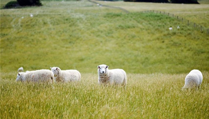 Ενίσχυση για κτηνοτρόφους: Στο ΦΕΚ η απόφαση – Οι δικαιούχοι και τα ποσά