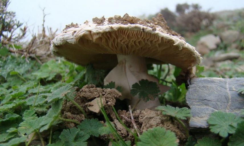Μανιτάρι Μεσαράς - Ενας νόστιμος μεζες