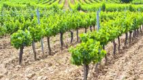Μεσαρά: Φορολογία και γραφειοκρατία προκαλούν προβλήματα στο... κρασί