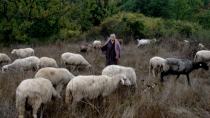 Καίρια παρέμβαση Βαρδάκη για τα αιγοπρόβατα στην Κρήτη