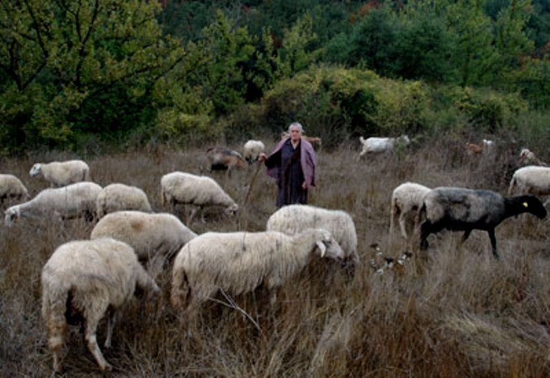 Καίρια παρέμβαση Βαρδάκη για τα αιγοπρόβατα στην Κρήτη