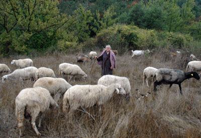 Οδηγείται σε μαρασμό η ελληνική αιγοπροβατοτροφία, λέει ο Αυγενάκης