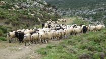 «Επιτέλους η κυβέρνηση να αφουγκραστεί τα σοβαρά προβλήματα των κτηνοτρόφων»