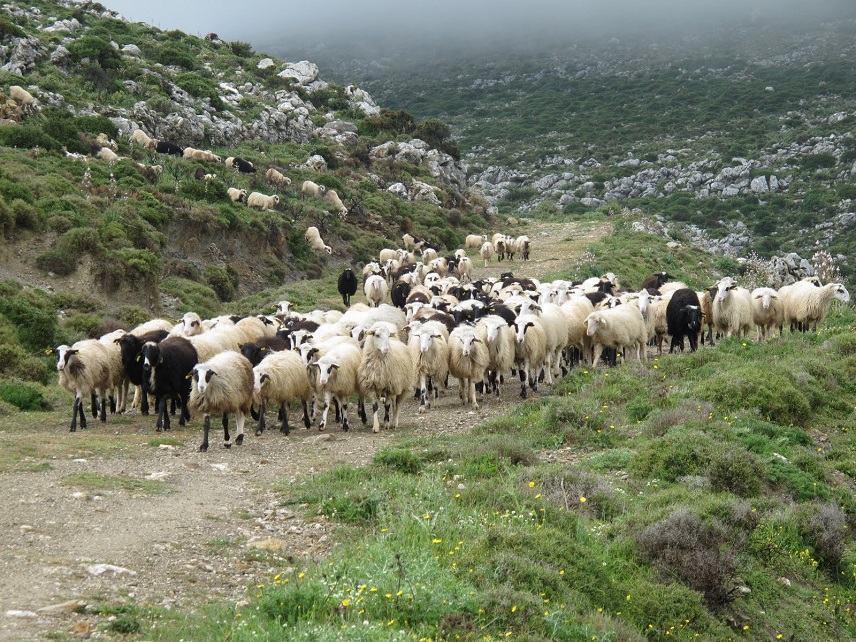 «Επιτέλους η κυβέρνηση να αφουγκραστεί τα σοβαρά προβλήματα των κτηνοτρόφων»