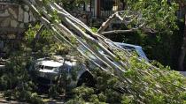 Ζαρός: πτώση δέντρου από τους θυελλώδεςι ανέμους που πνέουν στην περιοχή