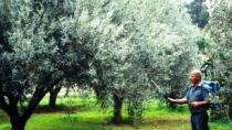 Θέμα mesaralive.gr: Ελέγχουν το δάκο στη Μεσαρά που είναι σε έξαρση