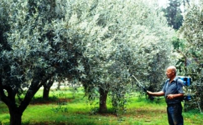 Θέμα mesaralive.gr: Ελέγχουν το δάκο στη Μεσαρά που είναι σε έξαρση