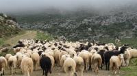 ΕΟΑΣΗ : Να μην πληρώσουν οι μικρομεσαίοι αγροτοκτηνοτρόφοι τα σπασμένα για το σκάνδαλο του ΟΠΕΚΕΠΕ