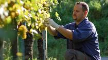 Σταφύλια: 50% κάτω η παραγωγή κρασιού στην Κρήτη