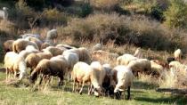 «Μαχαίρι» στις ενισχύσεις για τους κτηνοτρόφους με ανεμβολίαστα ζώα