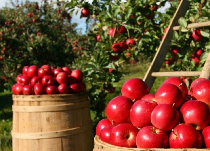 Μήλο: Το φρούτο που «νικά» το λίπος και «χαρίζει» επίπεδη κοιλιά