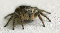 Περιπέτεια από μια... αράχνη - Στο Κέντρο Υγείας μετά από ύποπτο τσίμπημα
