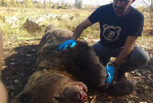 Αρκούδα σκοτώθηκε σε τροχαίο