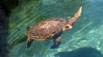 Μια ακόμη χελώνα καρέτα - καρέτα βρέθηκε νεκρή από το Λιμενικο...