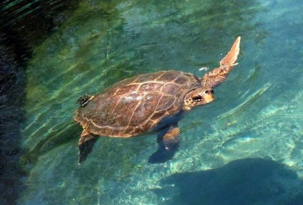 Μια ακόμη χελώνα καρέτα - καρέτα βρέθηκε νεκρή από το Λιμενικο...