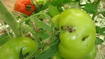 Κρήτη: “Θερίζει” τις ντομάτες στα θερμοκήπια η Tuta