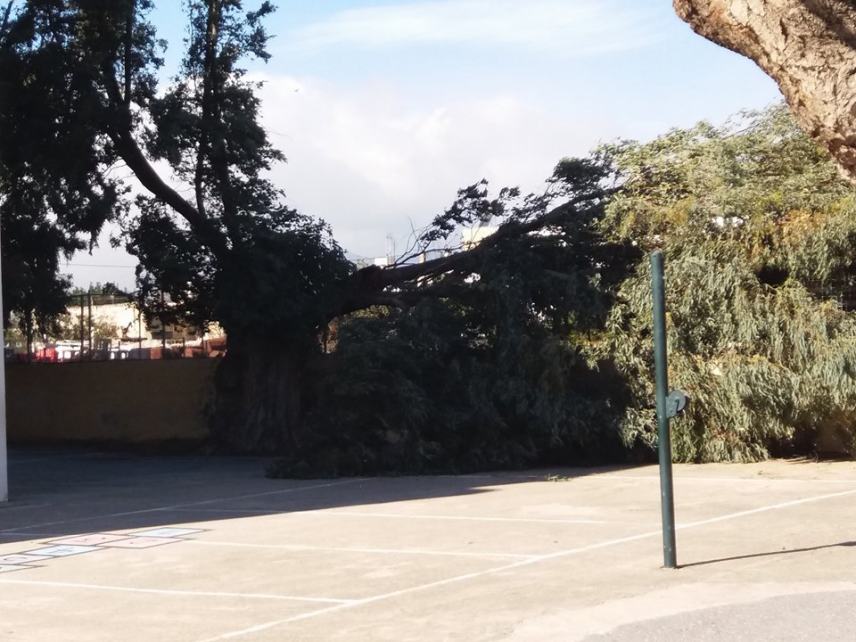 Τεράστιο δέντρο έσπασε και έπεσε στην αυλή σχολείου στο Τυμπάκι, εξαιτίας των ανέμων