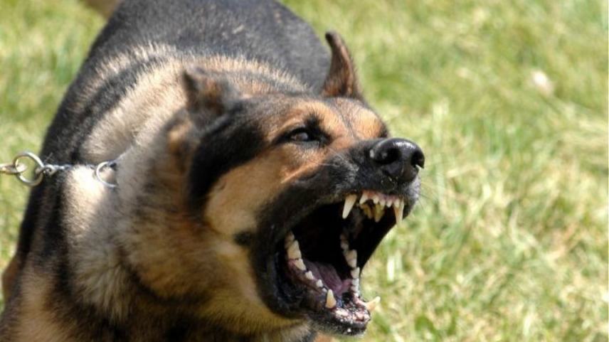 Σκύλος επιτέθηκε και δάγκωσε περαστικούς - Τι αναφέρει ο Δήμαρχος