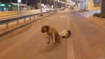 Ηράκλειο: Συγκινεί σκύλος που θρηνεί τον τετράποδο φίλο του
